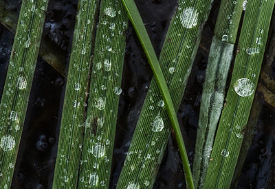 Full frame shot of raindrops on leaf