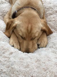 High angle view of dog sleeping on rug