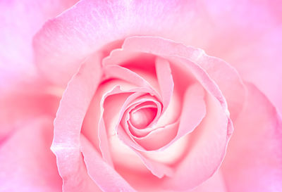 Close-up of rose