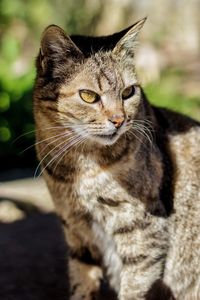 Close-up portrait of a cat