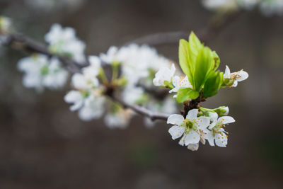 Close-up of white cherry blossoms in spring