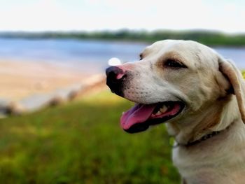 Close-up of dog looking away