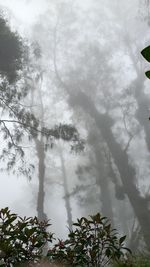 Low angle view of trees in forest against sky