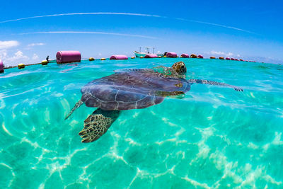 Close-up of turtle swimming in sea