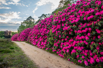 Pink flowering plant by road against sky