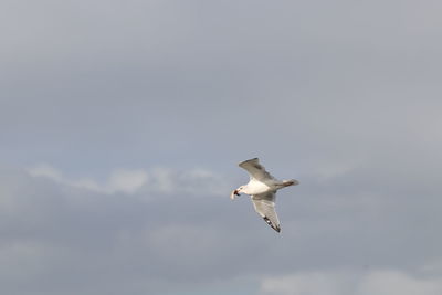 Low angle view of seagull flying against sky