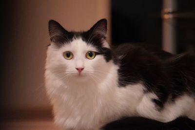 Close-up portrait of white cat