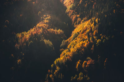 High angle view of trees in forest