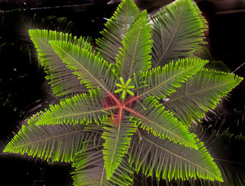 Palm leaves on palm tree