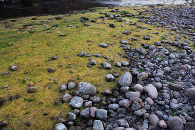 Flock of sheep on pebbles