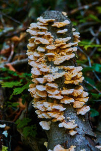 fungus