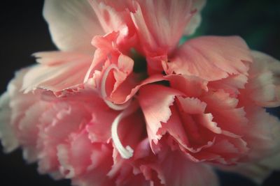 Close-up of pink rose blooming outdoors