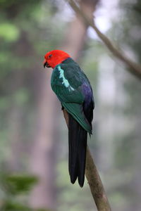 Papuan king parrot 