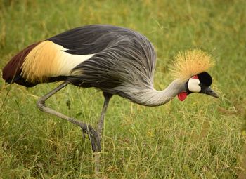 Close up side view of golden crested crane