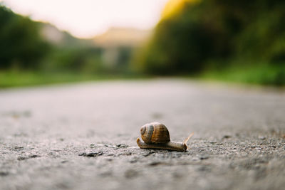 Close-up of snail