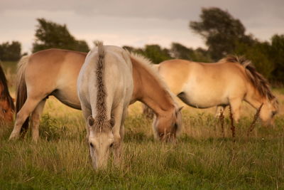 Horses grazing on field