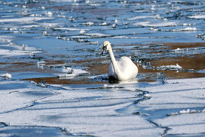 Swan flying over water