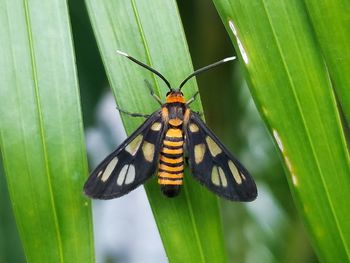 Close-up of butterfly on leaf