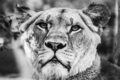 Close-up portrait of a cat