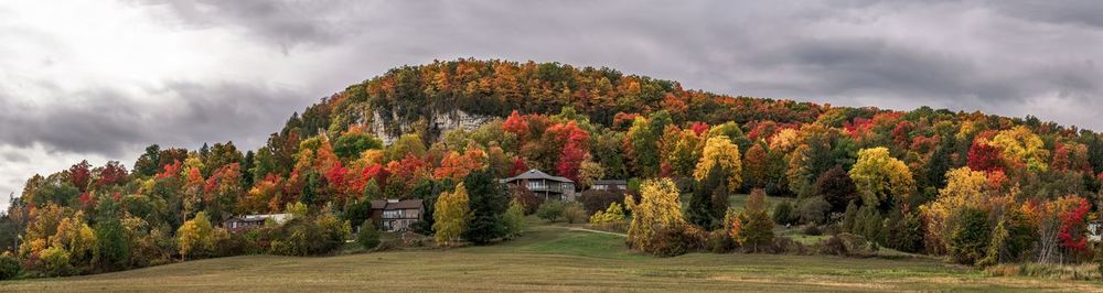 Panoramic view of trees in forest against sky