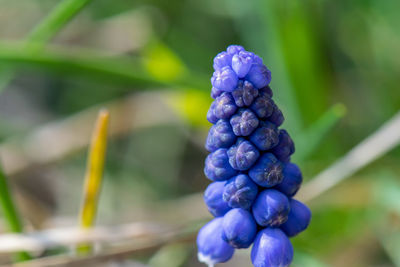 Close-up of purple berries growing on plant