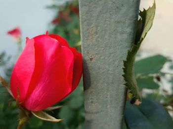 Close-up of red flower