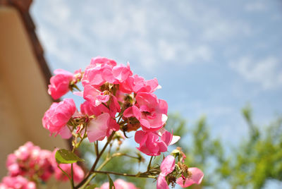 Close-up of pink cherry blossoms in spring