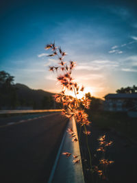 Silhouette trees by road against sky during sunset