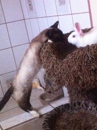 pets
