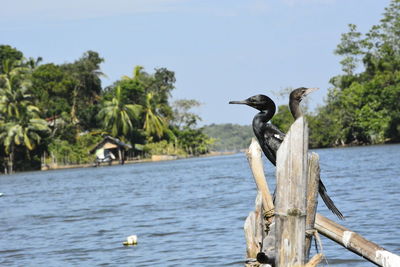 View of bird perching on wooden post against sky