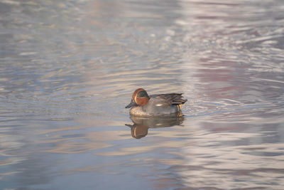 Duck swimming in lake