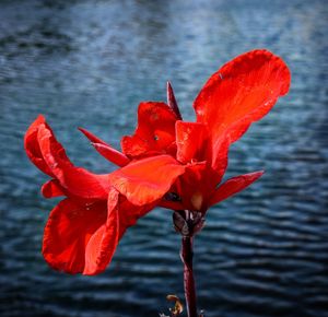 Close-up of red flower against lake