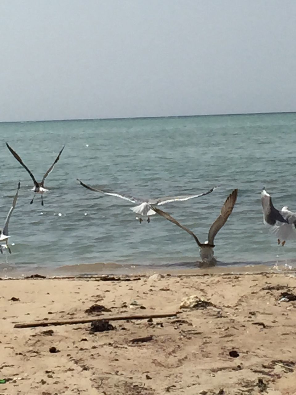 sea, bird, horizon over water, beach, animal themes, water, animals in the wild, seagull, flying, wildlife, shore, sand, clear sky, tranquil scene, tranquility, nature, scenics, sky, beauty in nature