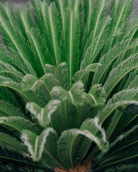Full frame shot of palm tree