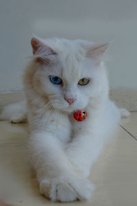 Close-up portrait of white cat at home