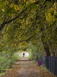 Rear view of person walking on footpath amidst trees