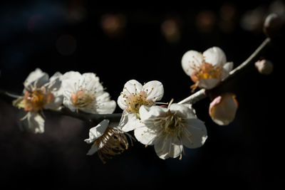 Close-up of white cherry blossoms