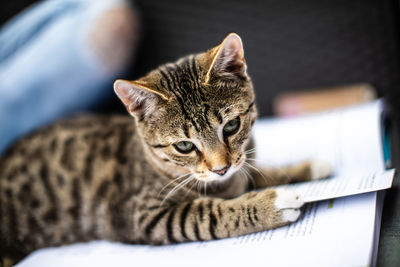 Close-up portrait of a cat