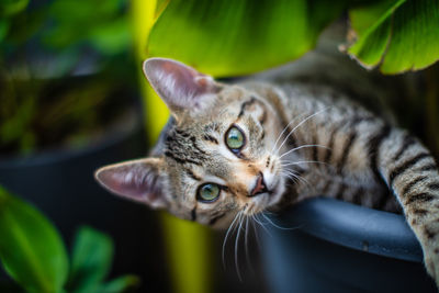 Close-up portrait of a cat