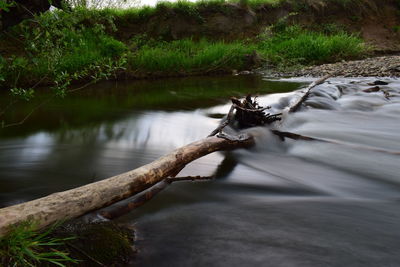 Scenic view of river flowing in forest