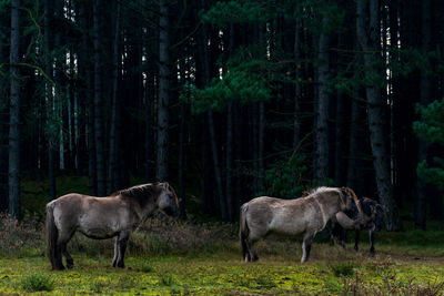 Konik horse