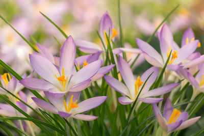 Close-up of purple crocus flowers