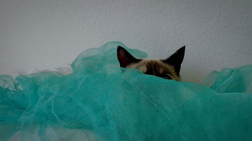 Cat sleeping on bed against wall