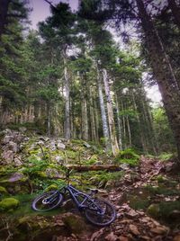 Trees in forest