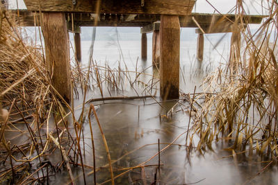 Plants growing by lake against sky