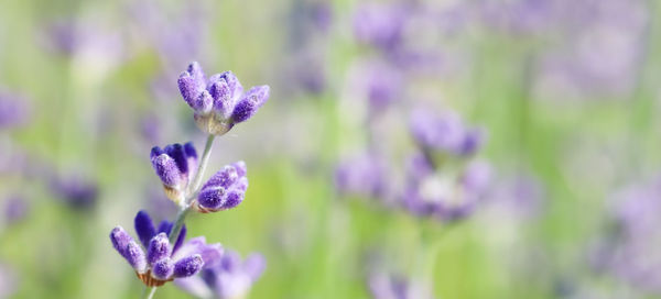 Close-up of purple flowering plant