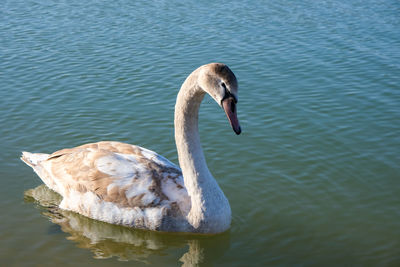 Swan swimming in lake