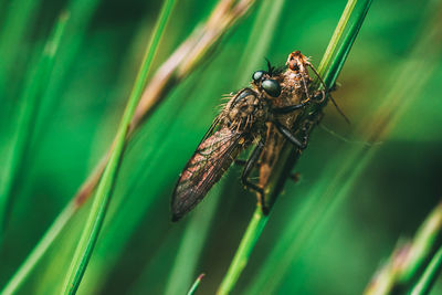 Close-up of insect on grass