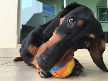 Close-up portrait of dog