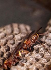 Close-up of insect